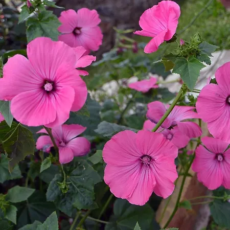 Eleni Apartahotel 3*